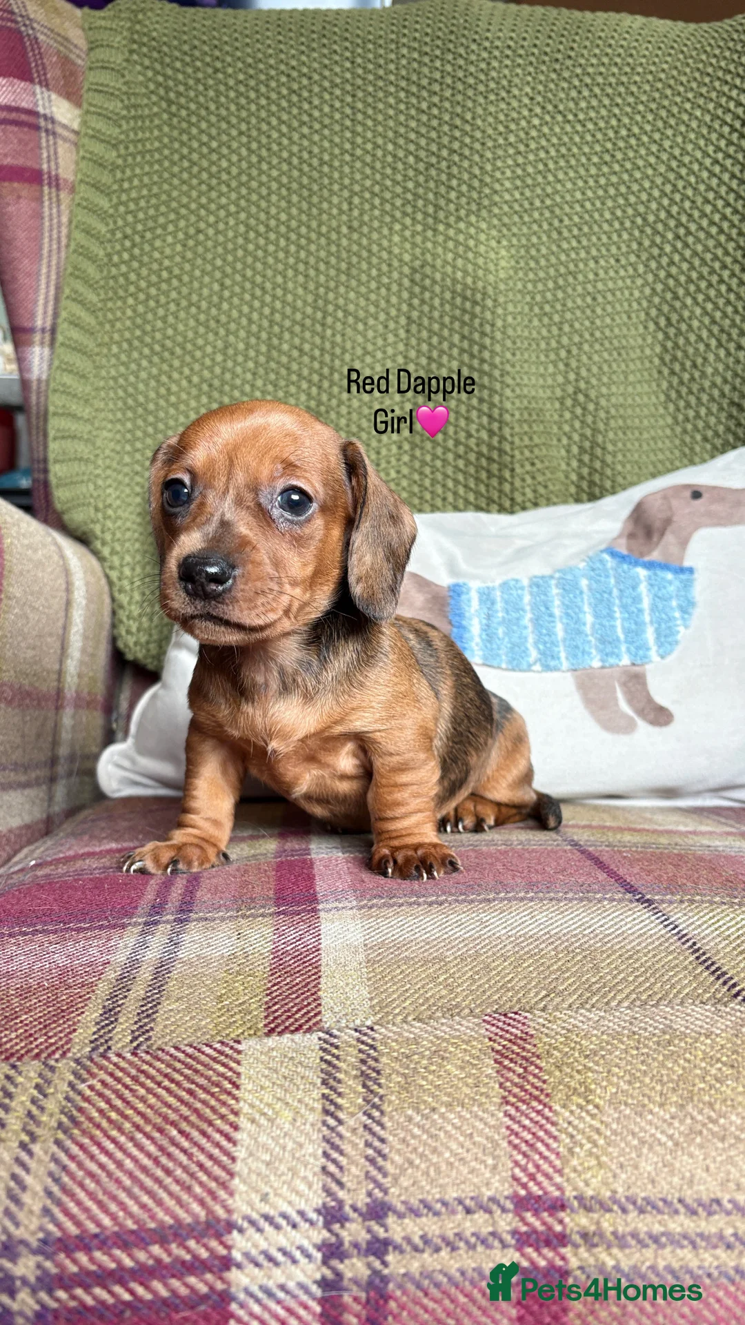 Miniature Dachshund dogs for sale: SMOOTH HAIRED MINIATURE DACHSHUNDS🖤 - Advert 14