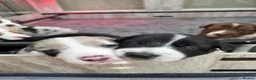 Border Collie dogs for sale: Border Collie Puppies  in Sheffield - Advert 3