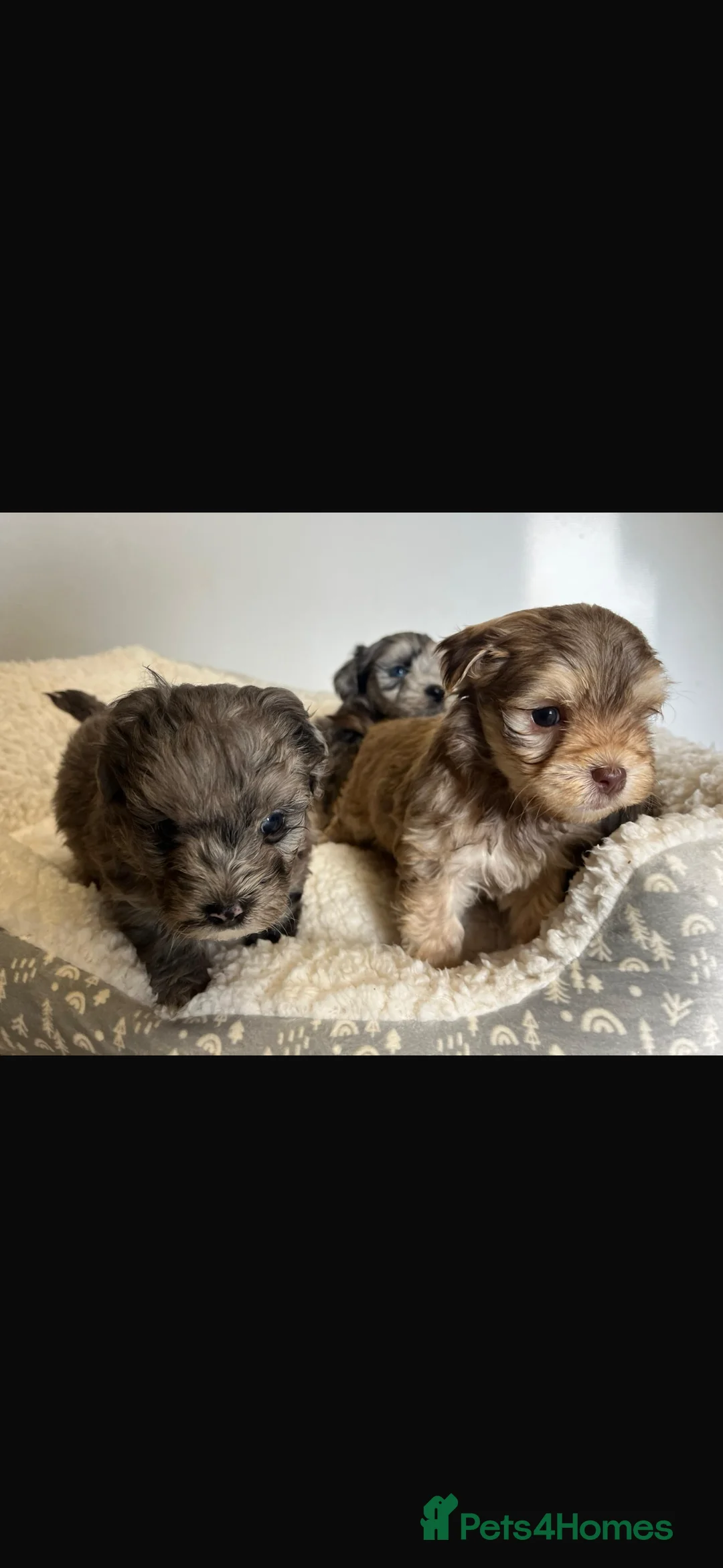 Maltipoo dogs for sale: F1 maltipoo puppies  - Advert 21