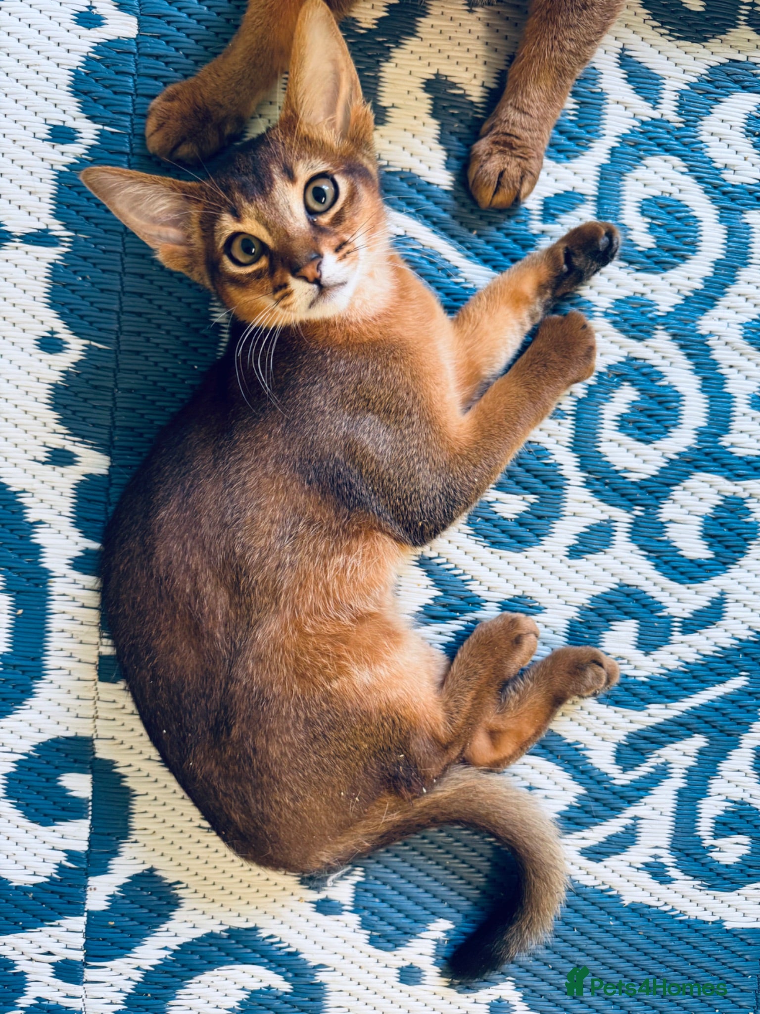 Abyssinian cats Last 2 boys ready to go!!! - Advert 1
