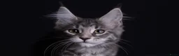 Maine Coon cats for sale: Pedigree maine coon kittens - Advert 5