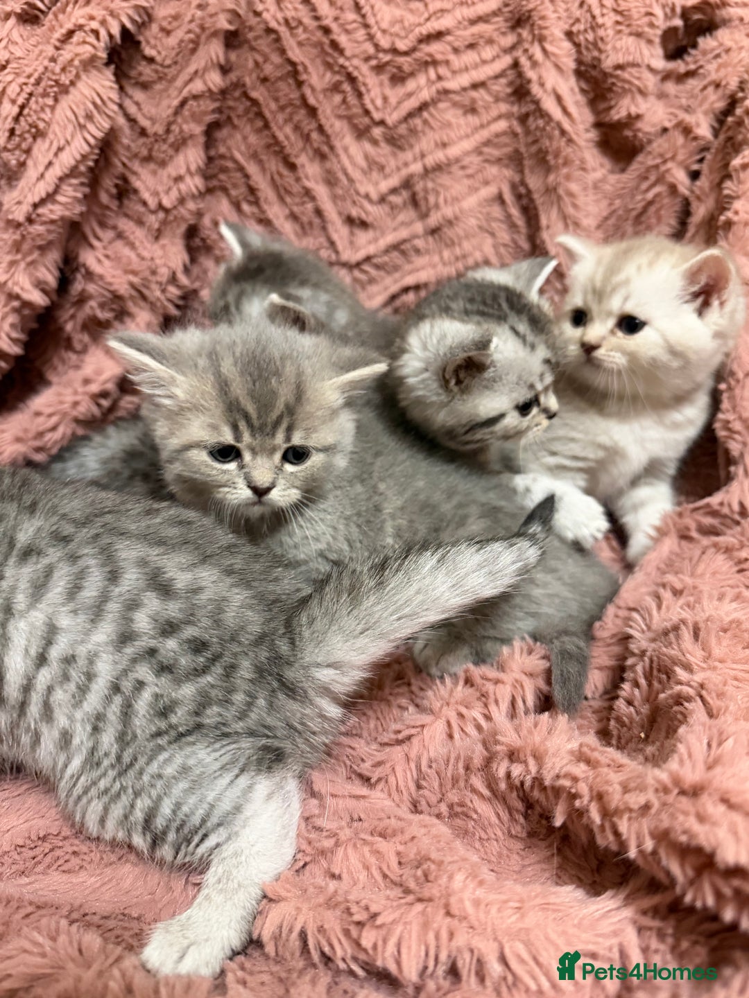 Persian cats for sale: 6 Beautiful Persians.  - Image 3