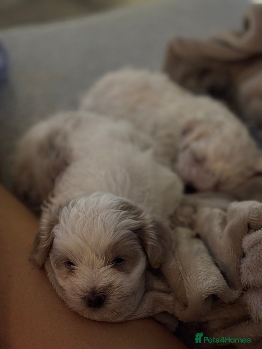 Shihpoo dogs for sale: Beautiful puppies Ready for their forever homes  - Advert 13