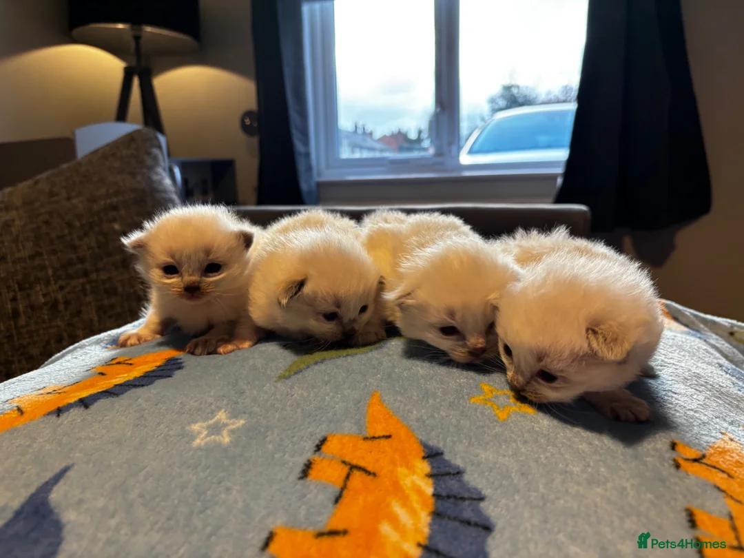 Ragdoll cats for sale: 4 male ragdoll kittens  - Advert 2
