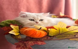 British Shorthair cats for sale: Two stunning sisters READY NOW - Image 1