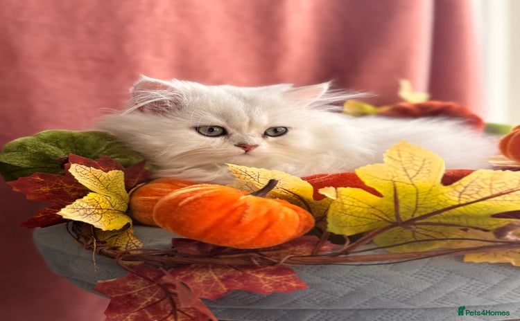 British Shorthair cats - Advert 3