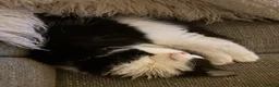 British Shorthair cats for sale: Female kitten, tuxedo - Advert 4