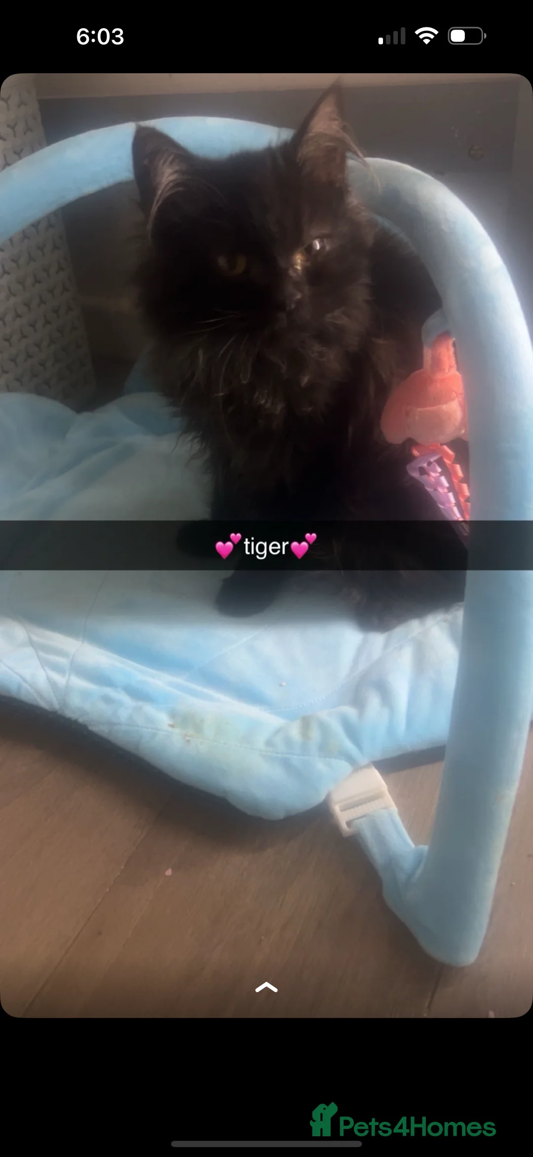 Maine Coon cats for sale: Half maincoon female cat  - Advert 2