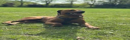 Rhodesian Ridgeback dogs for stud: Beautiful Rhodesian Ridgeback to Stud  in Lightwater - Advert 4
