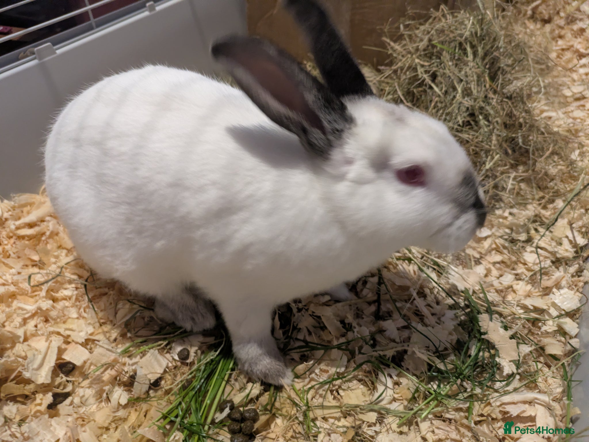 Californian rabbits Californian Rabbits for sale - Advert 11