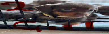 Dachshund 2