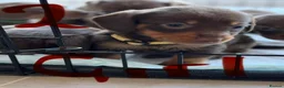 Dachshund dogs for sale: Dachshunds - Advert 7