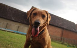 Labrador Retriever dogs for sale: KC REGISTERED FOX RED LABRADOR PUPPYS DUE SOON  - Image 10