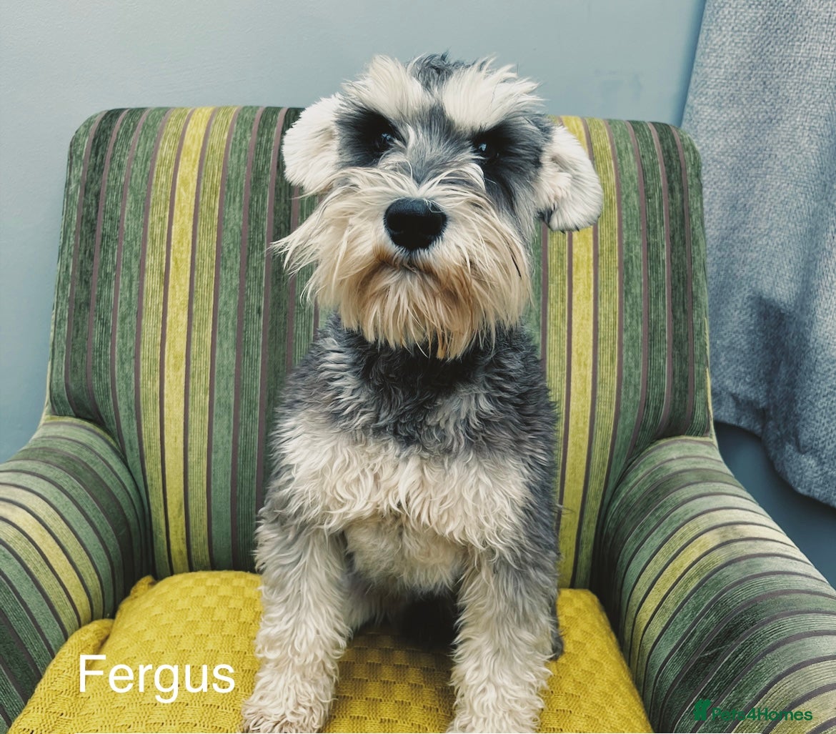 Miniature Schnauzer dogs OUTSTANDING PEPPER AND SALT STUD DOG in Woodbridge - Advert 2