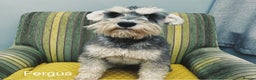 Miniature Schnauzer dogs for stud: OUTSTANDING PEPPER AND SALT STUD DOG in Woodbridge - Advert 1