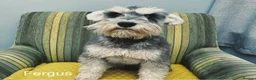 Miniature Schnauzer dogs for stud: OUTSTANDING PEPPER AND SALT STUD DOG in Woodbridge - Advert 1