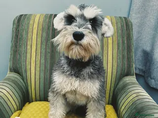 Miniature Schnauzer dogs OUTSTANDING PEPPER AND SALT STUD DOG in Woodbridge - Advert 7