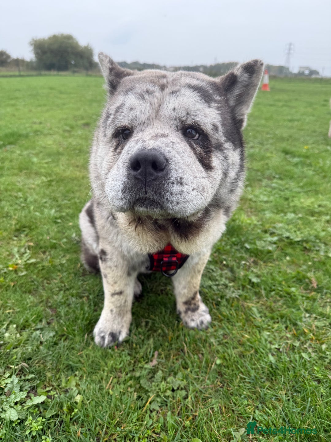 Chow Chow dogs for stud: Rare Smooth Coat Blue Merle for Stud - Advert 4