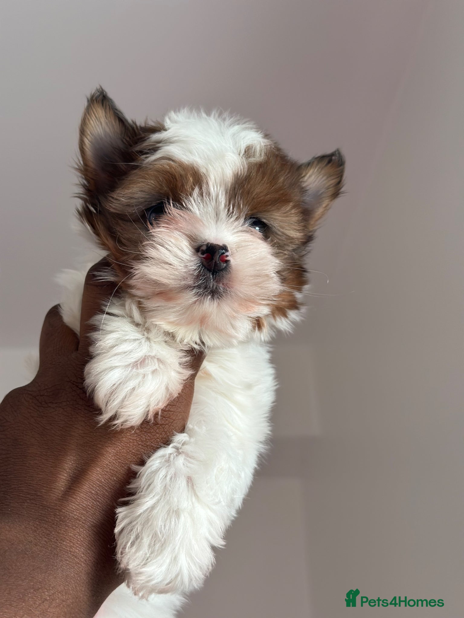 Yorkshire Terrier dogs Ready to leave, Rare Tiny Chocoberry Girl🧿 - Advert 1