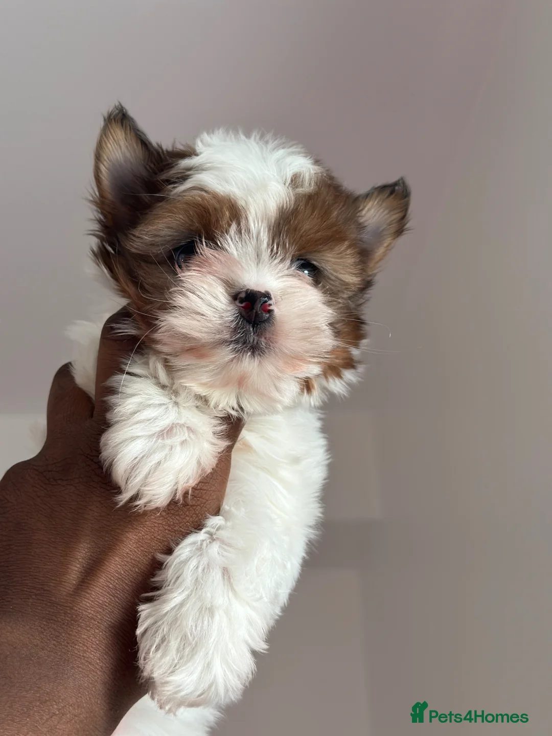 Yorkshire Terrier dogs for sale: Ready to leave, Rare Tiny Girl🧿 - Advert 1