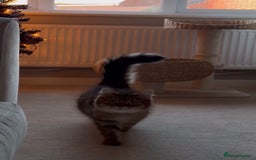 Domestic Shorthair cats for sale: 2 1/2 year old sweet girl  - Advert 5