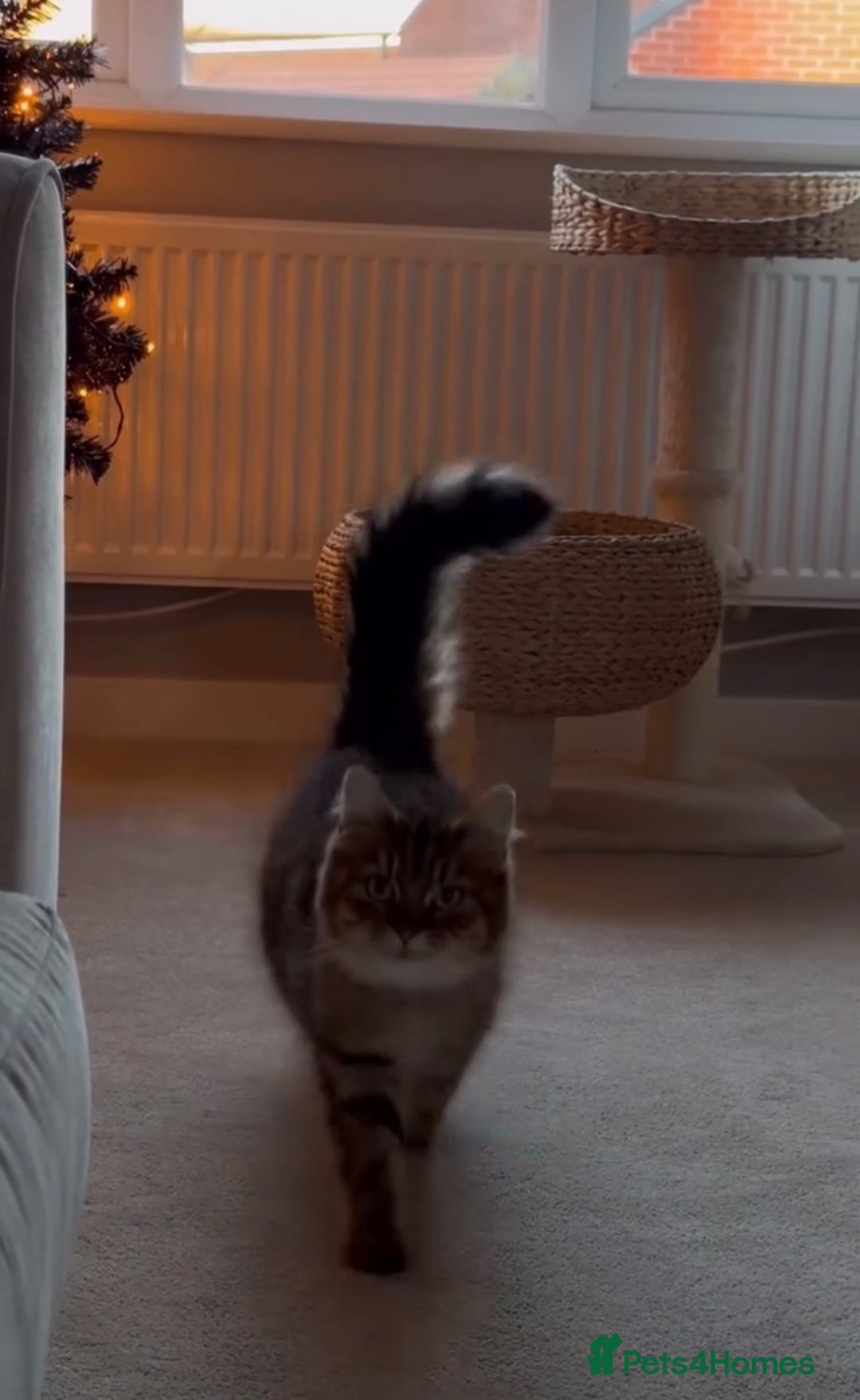 Domestic Shorthair cats for sale: 2 1/2 year old sweet girl  - Advert 5