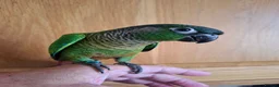 Conures birds for sale: Pineaplle, greencheek, and yellow sided conures  - Advert 9