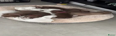 American Bully 6