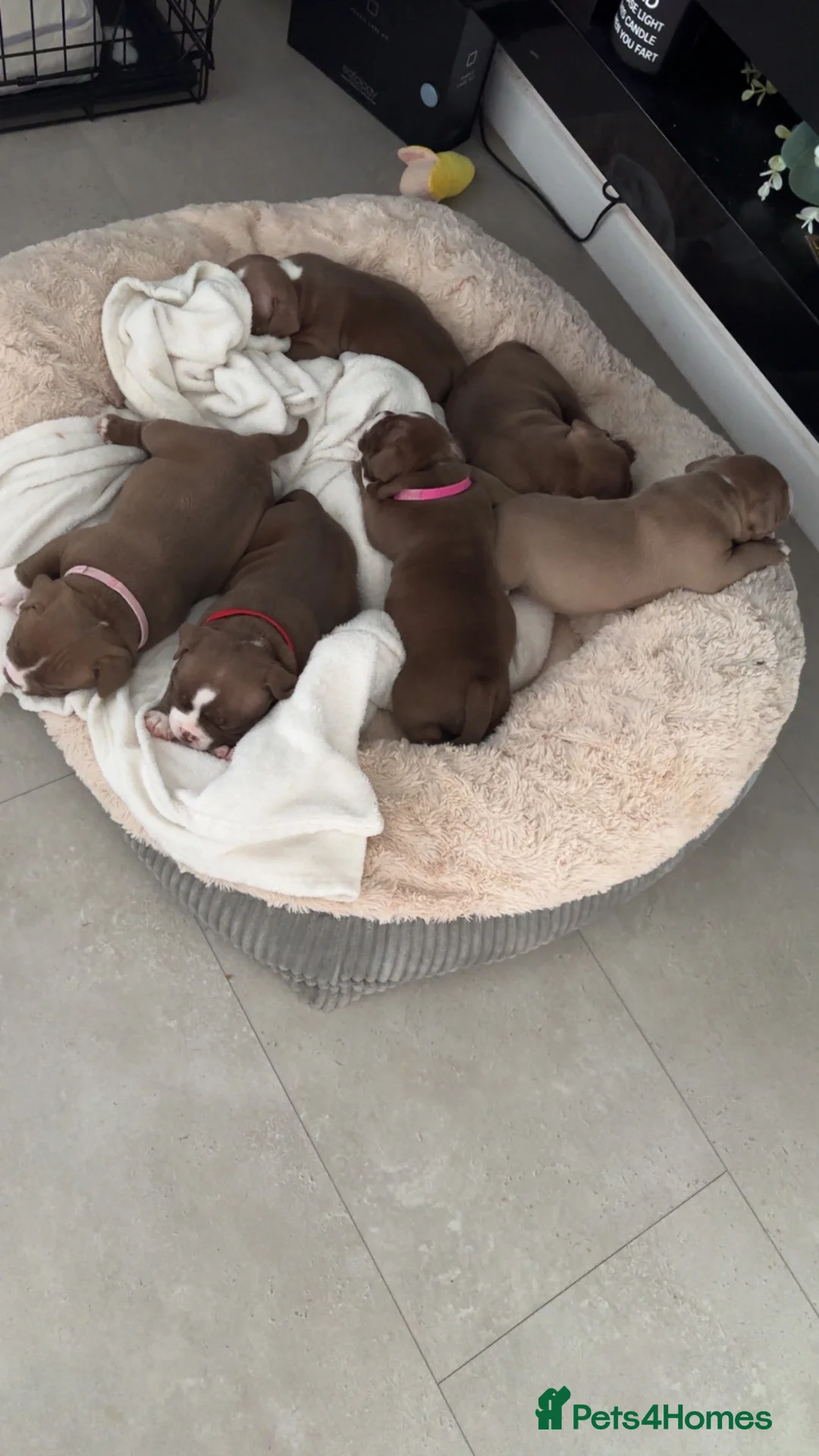 American Bully dogs for sale: Pocket bully - Advert 2
