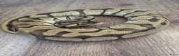 Python Snake reptiles for sale: Royal Pythons Various Prices  - Advert 8