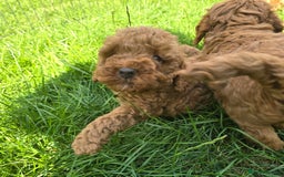 Toy Poodle dogs for sale: Fox Red poodle puppies  - Image 10
