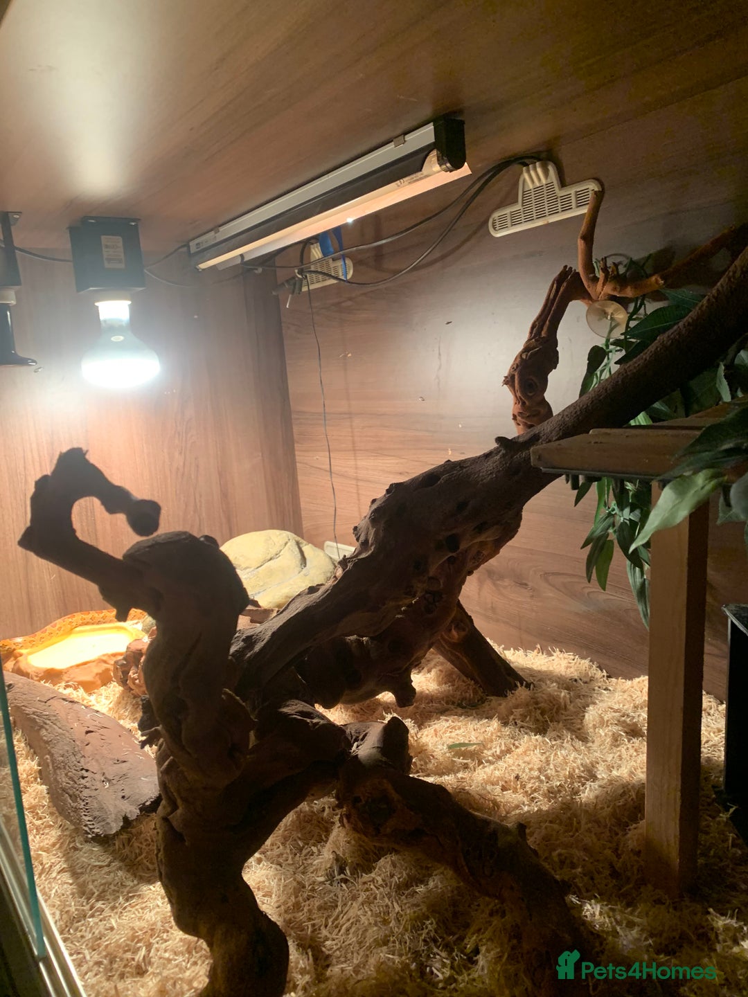 Corn Snake reptiles for sale:  Zep the cornsnake - Image 5