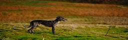 Lurcher dogs for stud: Collie Whippet Greyhound - Moss For Stud - Advert 5