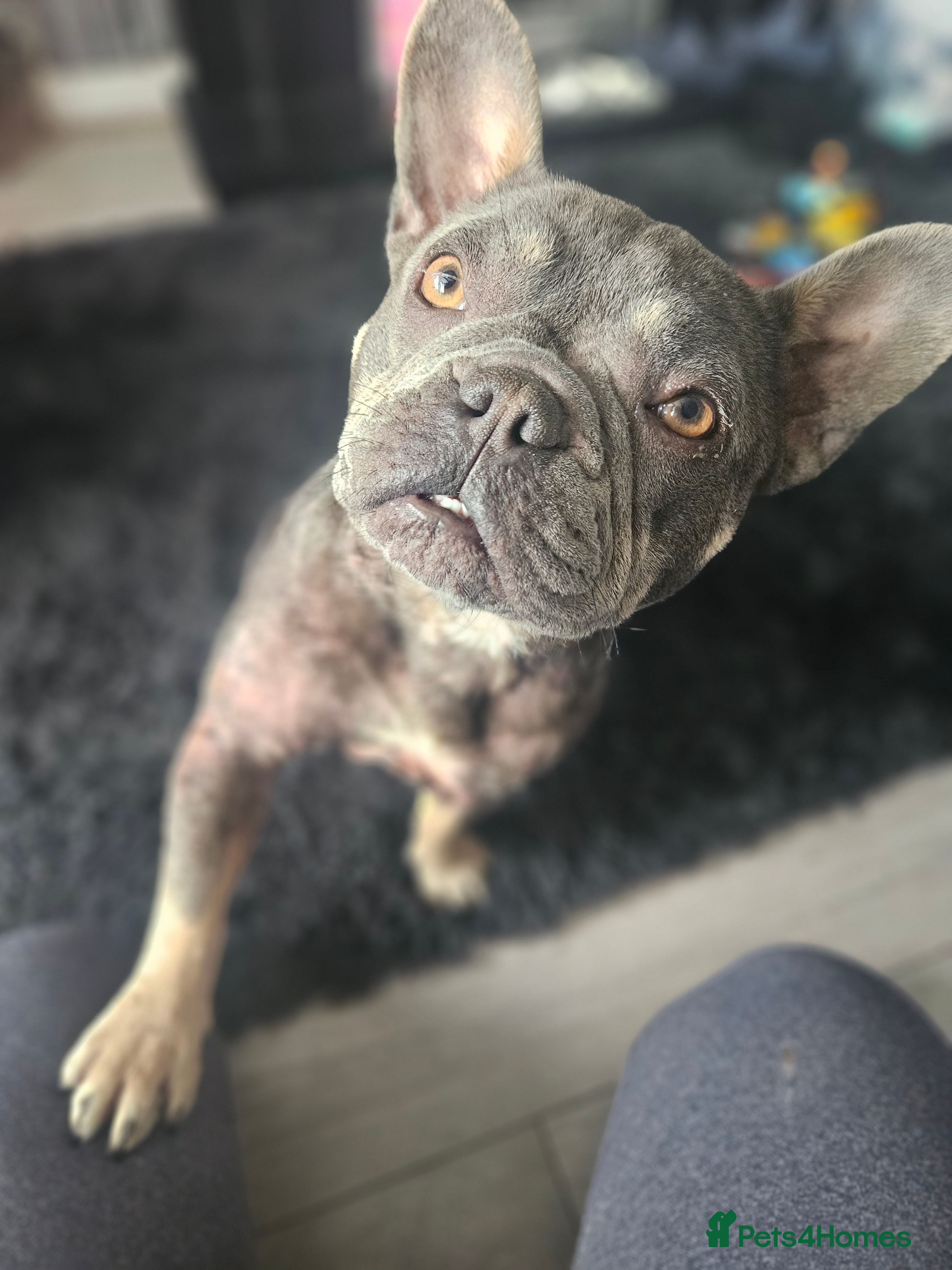 French Bulldog dogs 3 year old fenchie - Advert 7