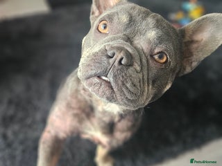 French Bulldog dogs - Advert 8