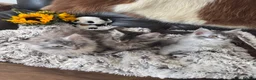 Maine Coon cats for sale: Stunning Maine coon kittens 💖💖 - Advert 12