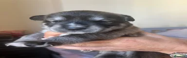 Huskador puppy 1