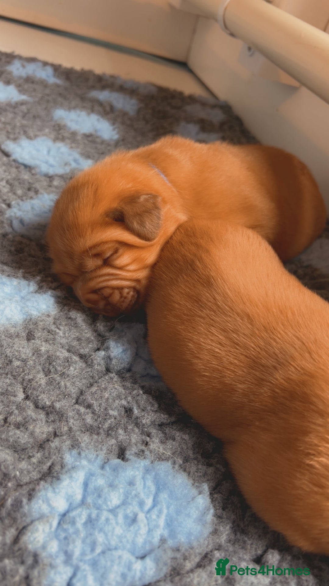 Dogue De Bordeaux dogs for sale: Beautiful KC Dogue De Bordeaux Puppies - Image 16