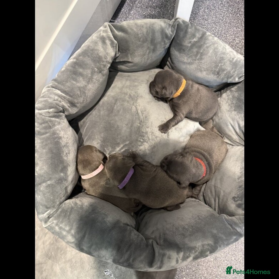 Staffordshire Bull Terrier dogs for sale: Outstanding  %100 Health Tested Staffy Puppies - Advert 8