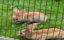 Rex rabbits for sale: Very cute rex bunnies - Image 2