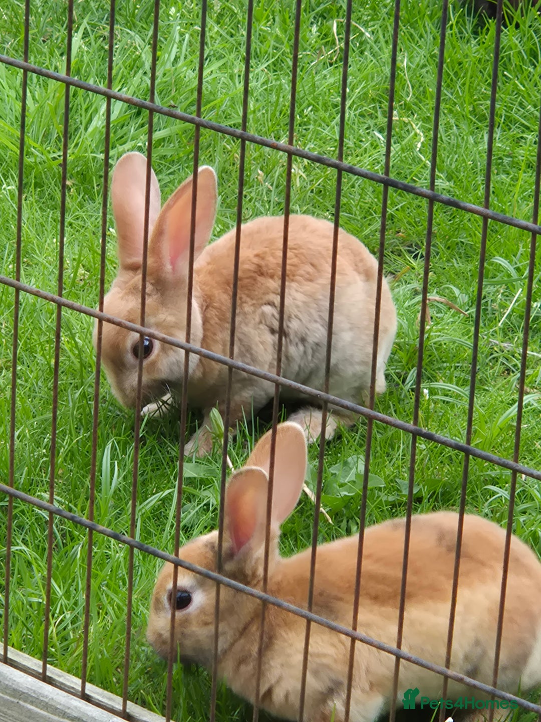 Rex rabbits for sale: Very cute rex bunnies - Image 2