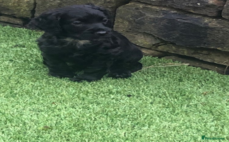Cockapoo dogs - Advert 3
