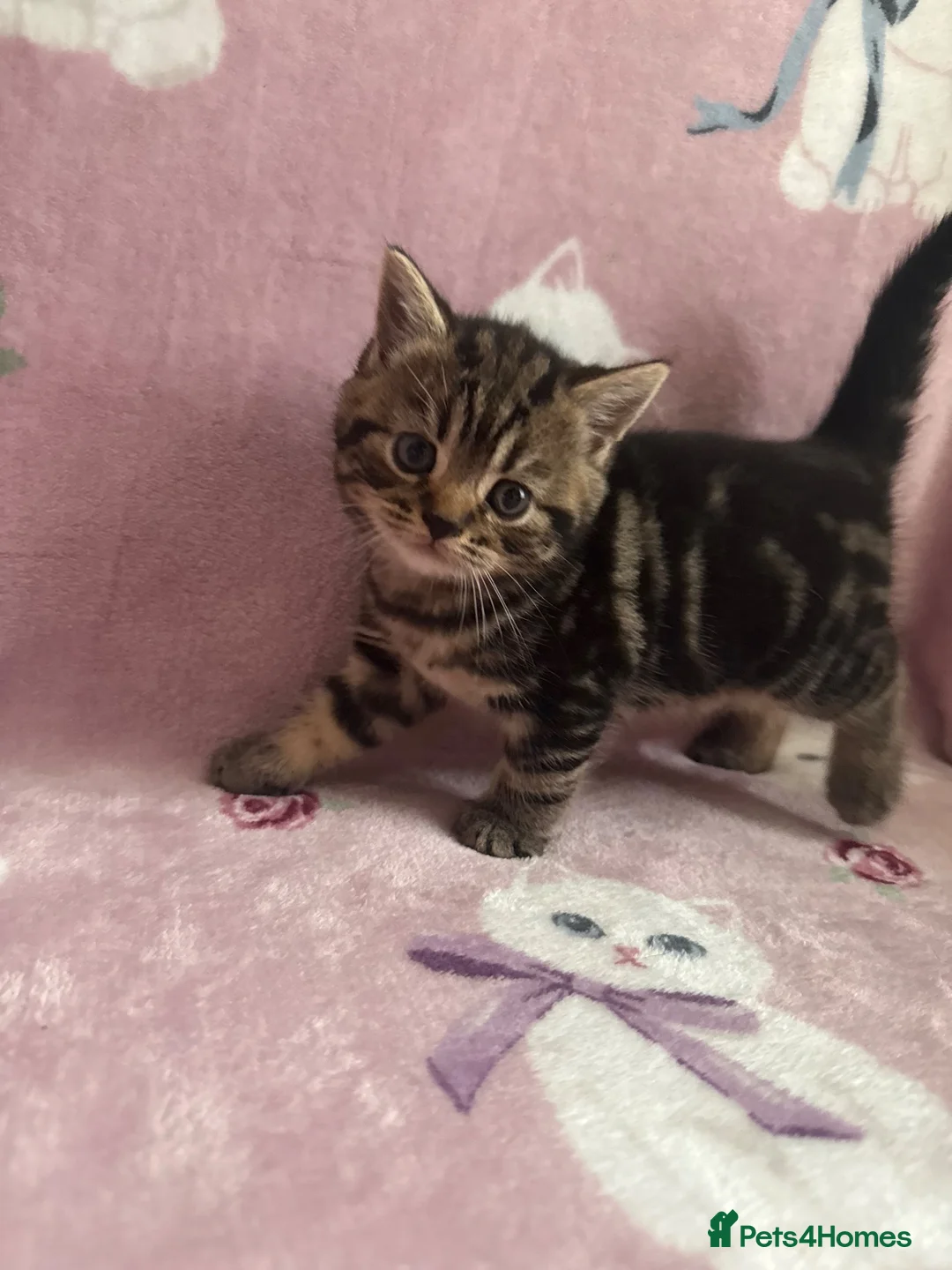 British Shorthair cats for sale: British shorthair X tabby x2 Girls  in Ross-on-Wye - Advert 10