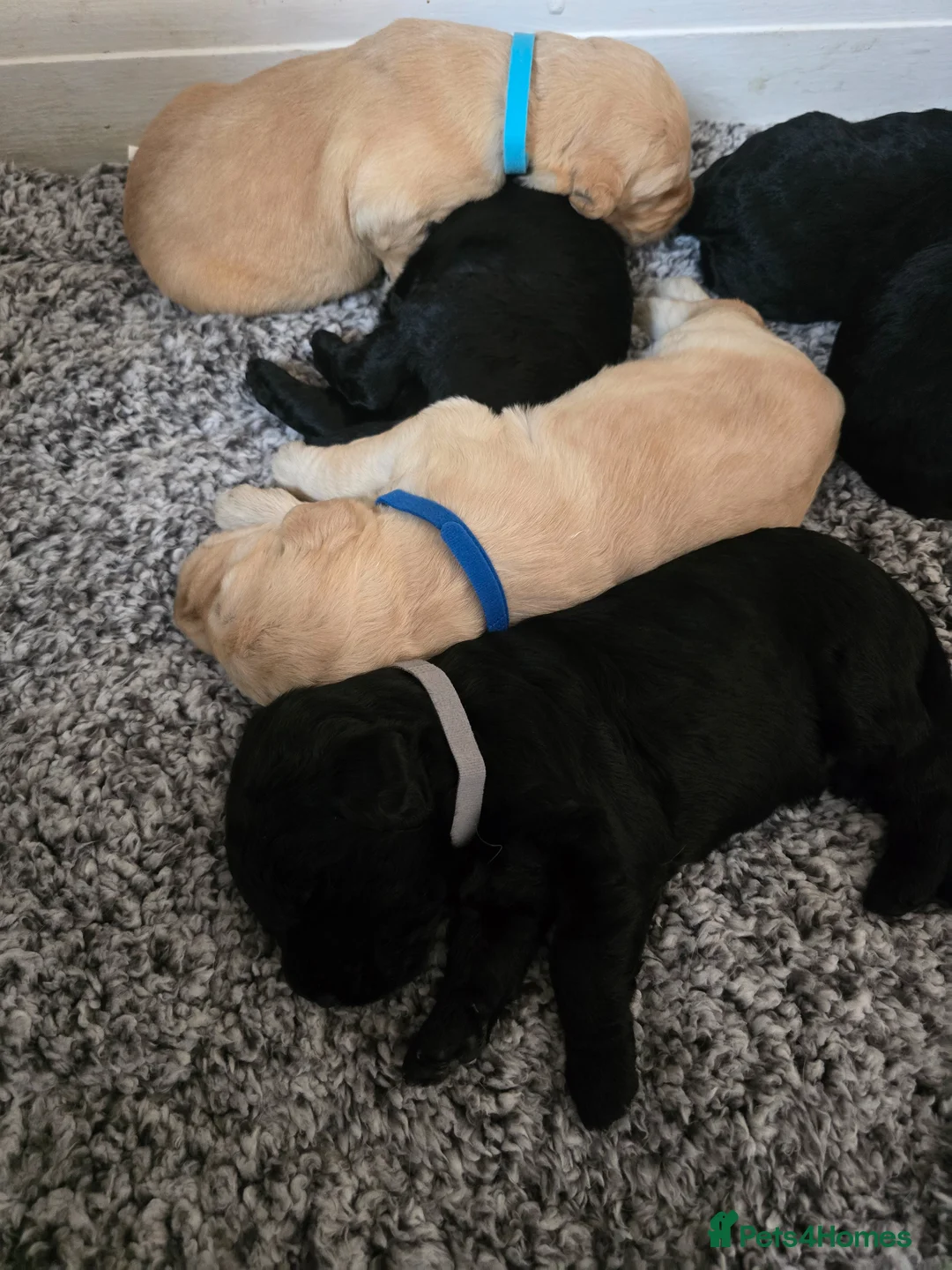 Labradoodle dogs for sale: Beautiful F1 labradoodles  in Witham - Advert 2