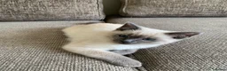 Ragdoll cats for sale: Ragdolls KITTENS AVAILABLE  - Advert 4