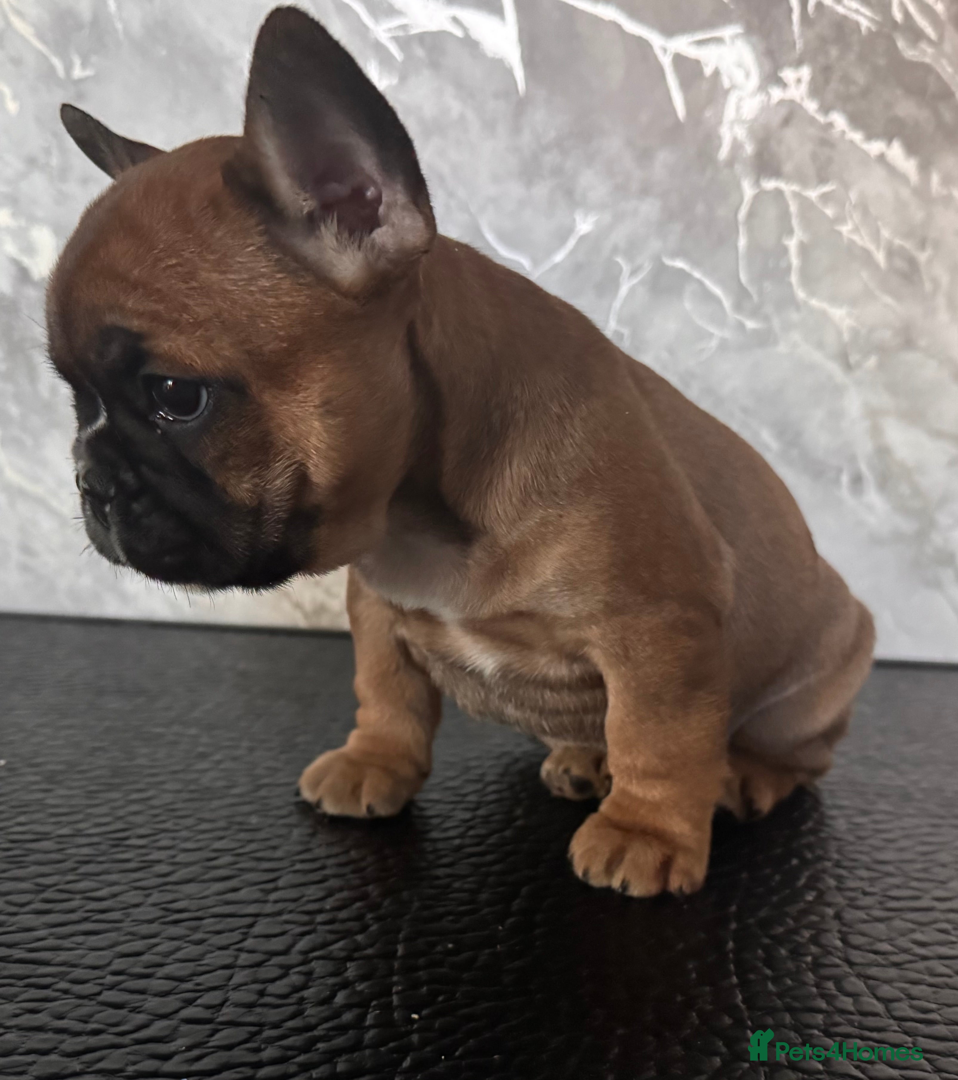 French Bulldog dogs Champion Sired Fawn / red fawn French bulldogs - Advert 4