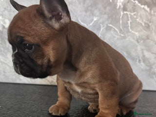 French Bulldog dogs Champion Sired Fawn / red fawn French bulldogs - Advert 2