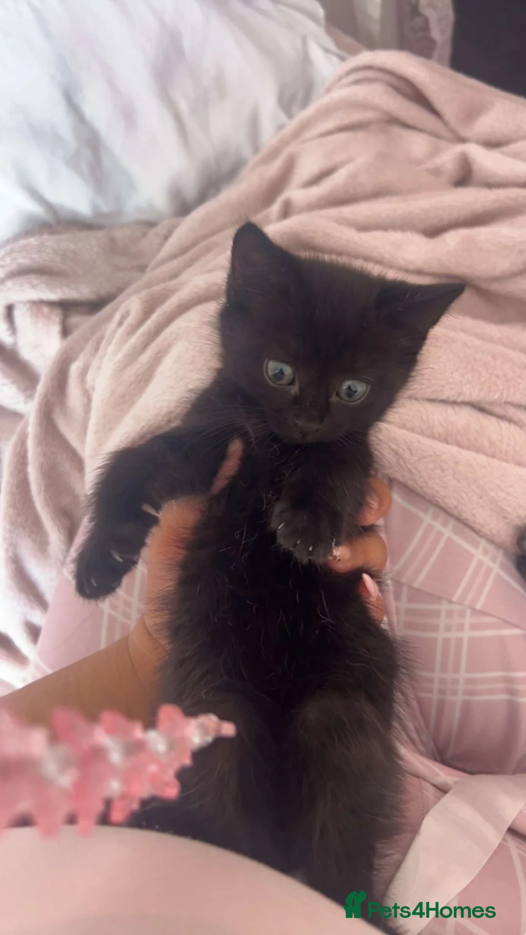 Mixed Breed cats for sale: Kitten for sale  - Advert 2
