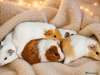 Guinea Pig rodents 🐹4 Pure white Female Piggys Looking for Homes 🐹 - Advert 1