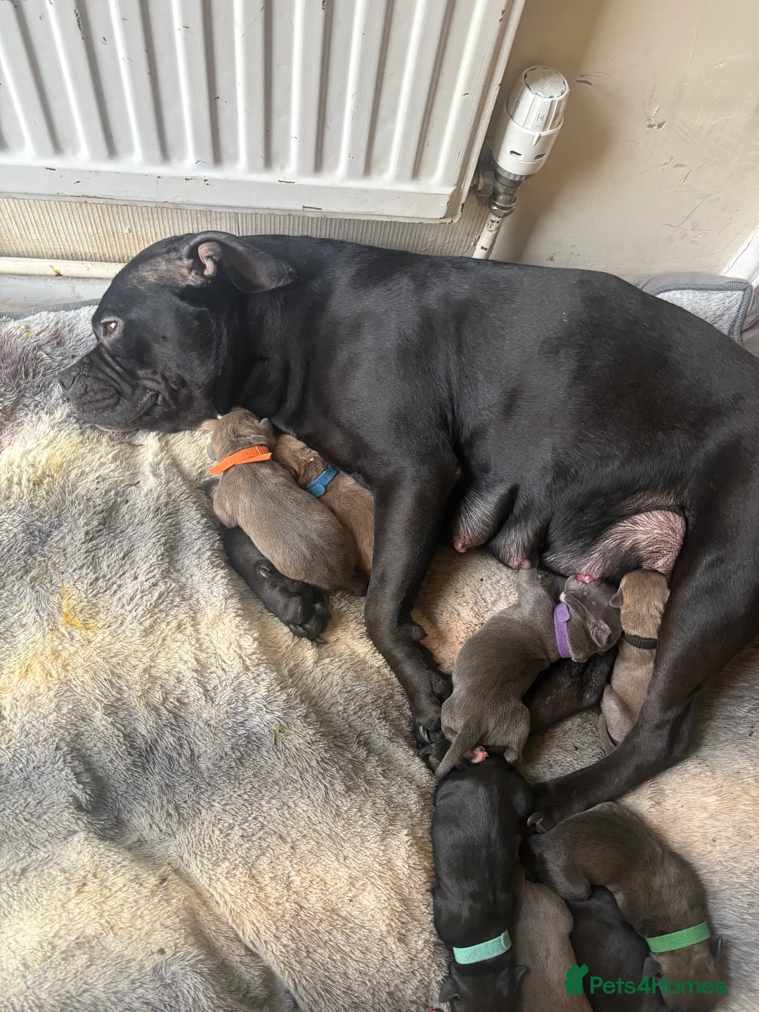 Mixed Breed dogs for sale: Our last beautiful pup lady blu - Advert 1